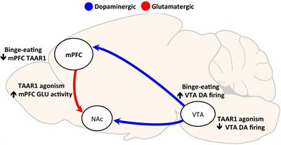 Trace Amine Associated Receptor 1 (TAAR1) Modulation of Food Reward